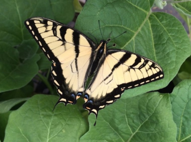 Butterfly discovered by Tammie Haveman's kids