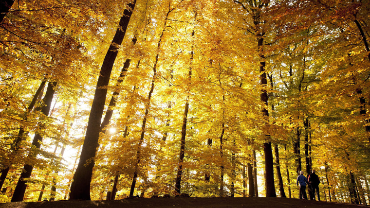 Pedestrians walk in the Sauvabelin forest in Lausanne, Switzerland