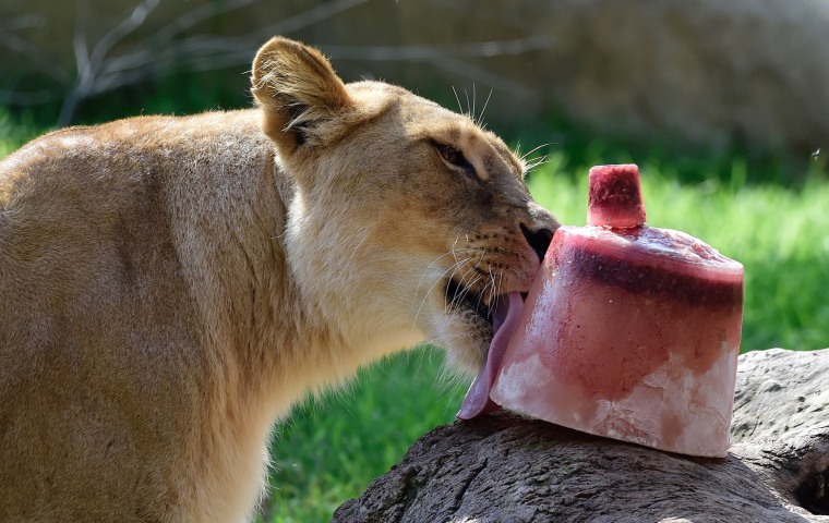 Licking lioness