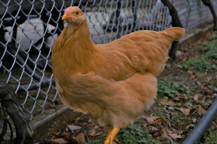 Ethel is a pet chicken. More than 611 people have caught salmonella from pet chickens and ducks, the CDC says.