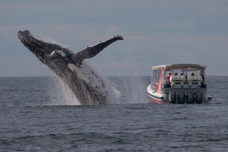 Image: Whale-watchers off Sydney's northern beaches have a very close encounter with a humpback.