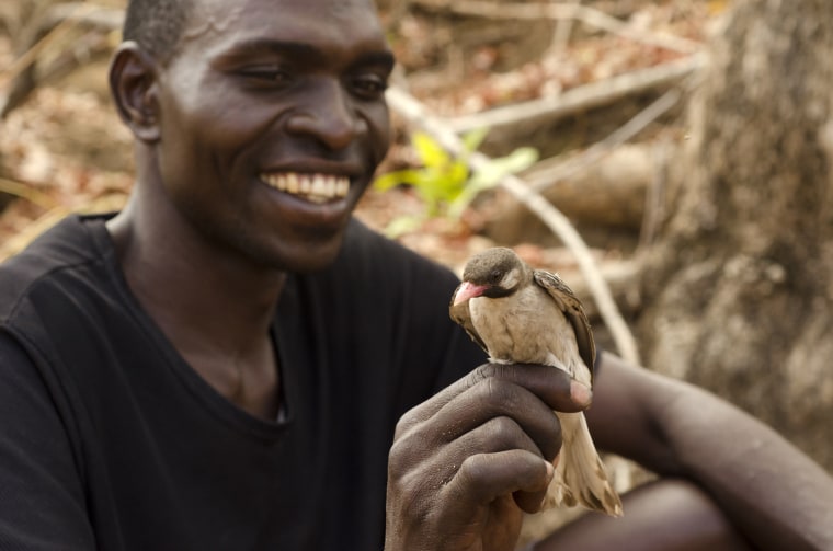 Yao honey-hunter Orlando Yassene holds a male greater honeyguide temporarily captured for research in the Niassa National Reserve, Mozambique, on Oct. 4, 2013. Humans and a wild bird species over centuries have learned to work together, adapt to each other culturally and genetically with a simple sound: "Brrr-hm."?? When human honey-hunters make that call, the wild bird called the honeyguide does its namesake job with incredible accuracy, leading people to hidden bees'?? nests.