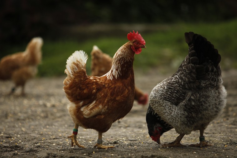 Chicken prices are rising and one breed of rooster may be to blame.