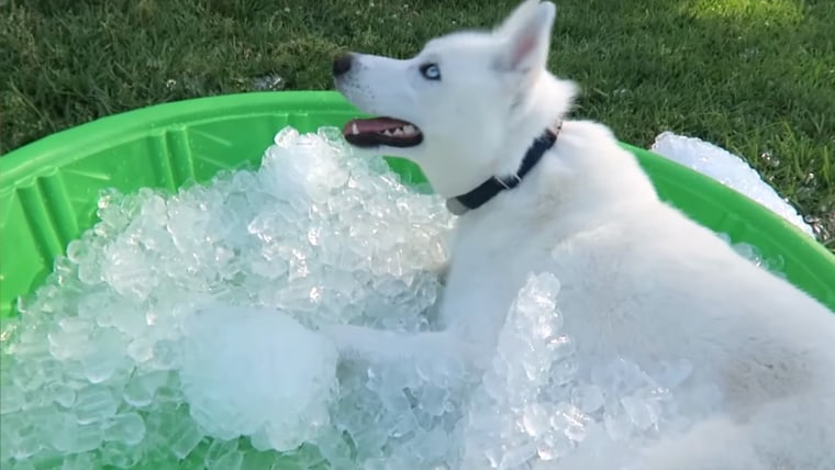 Siberian Husky gets ICE POOL