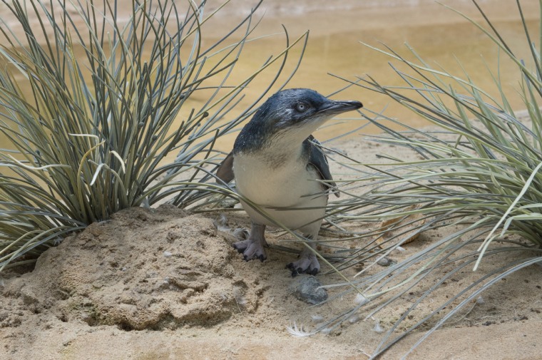 Little penguin chick is introduced to the Bronx Zoo exhibit