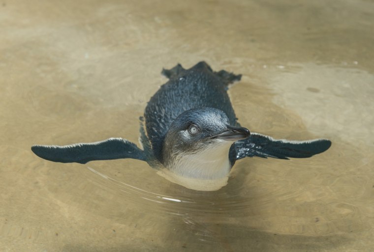 Blue penguin takes a swim for the first time