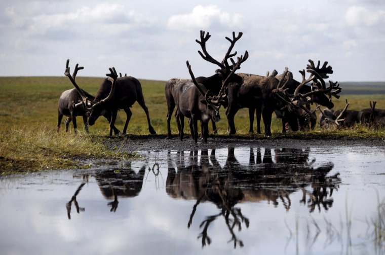 Image: Reindeer