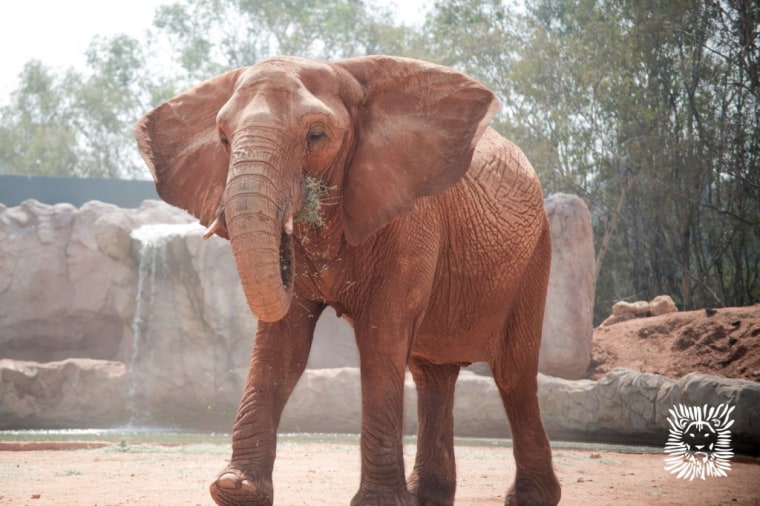 Image: An African elephant feeds at the zoo in Rabat, Morocco.
