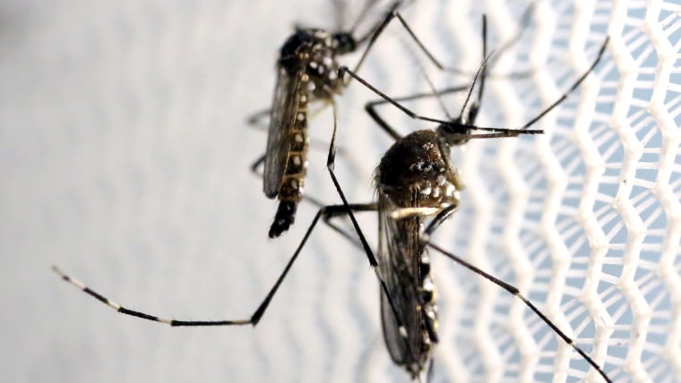 Dryer sheets keep mosquitoes away