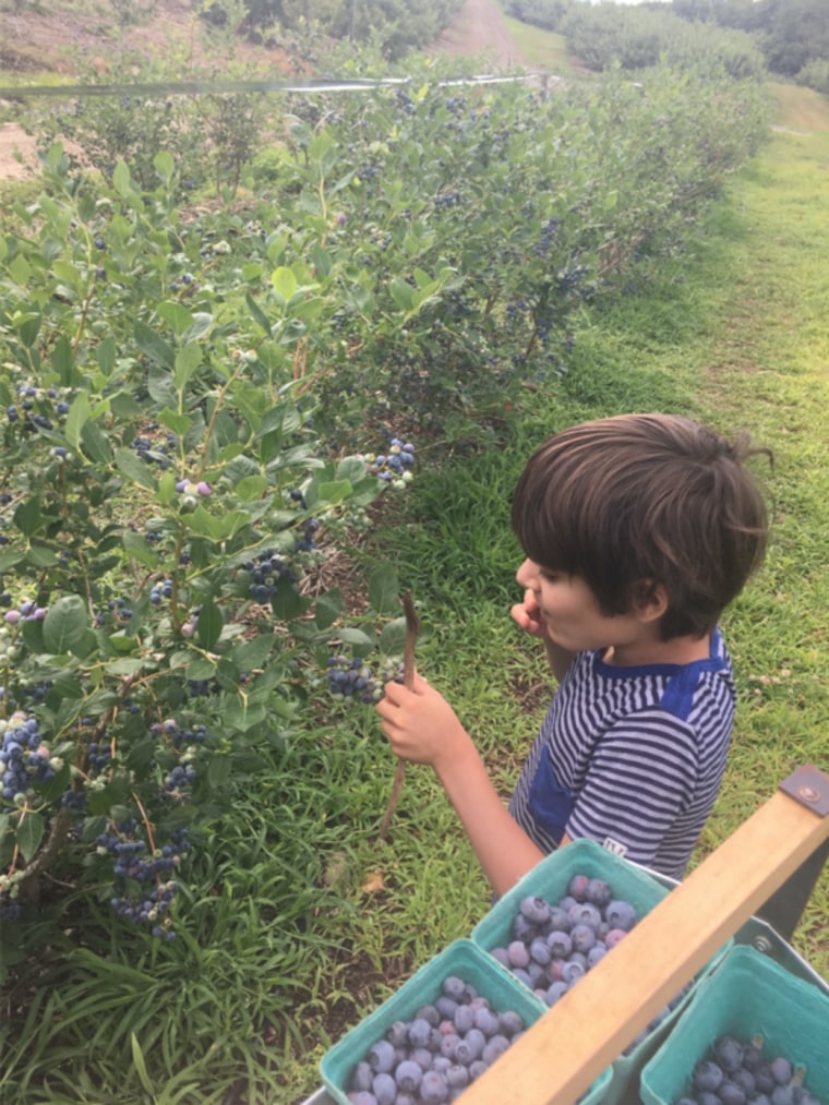 Little boy picking berries