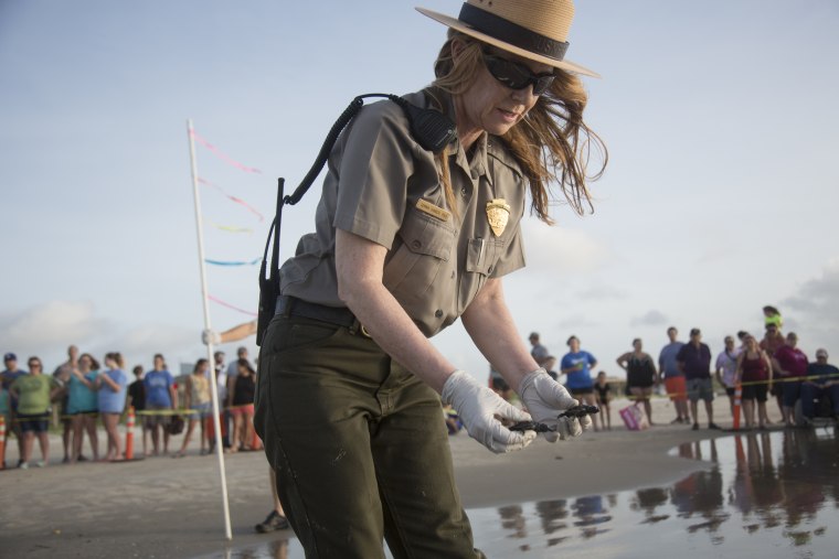 Image: Dr. Donna Shaver releases a Kemp's Ridley turtle hatchling into the Gulf of Mexico