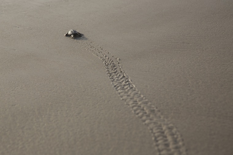 Image: A Kemp's Ridley turtle hatchling wades into the Gulf of Mexico