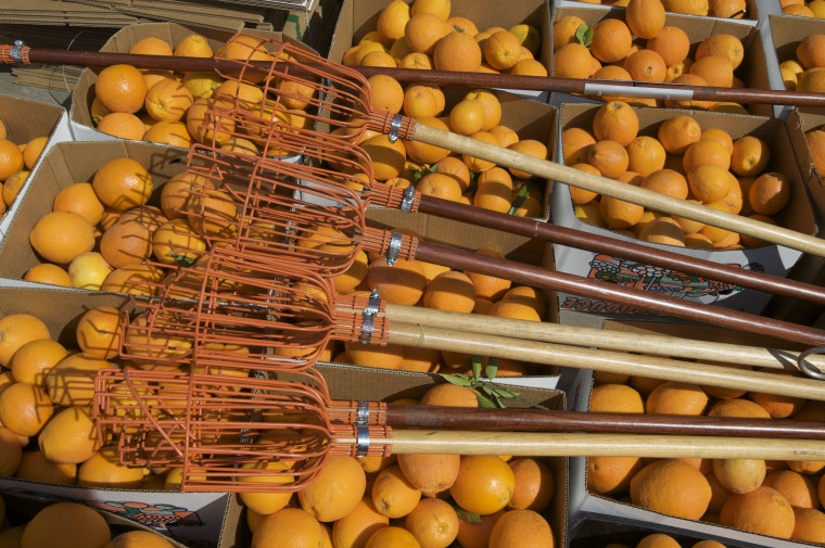 IMAGE: Food gleaning