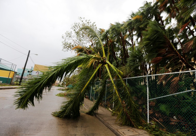 Image: A fallen palm tree is seen along the street after Hurricane Earl hits, in Belize City