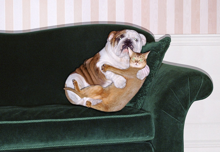 Dog and cat embracing on sofa