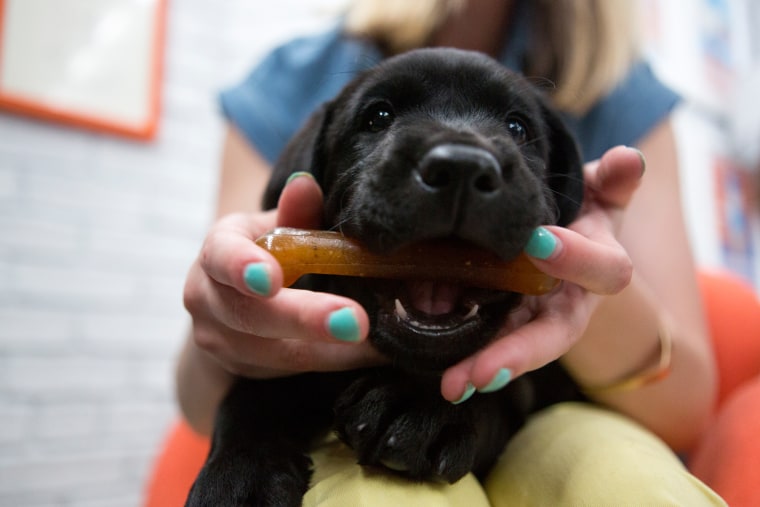 Promo photos introducing TODAY's second Puppy With a Purpose