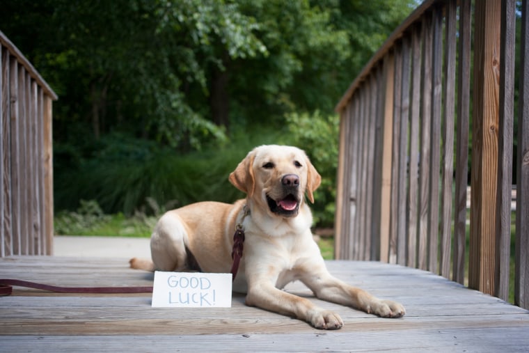 Wrangler is finishing up his formal guide dog training and will soon be placed with a visuall impaired person