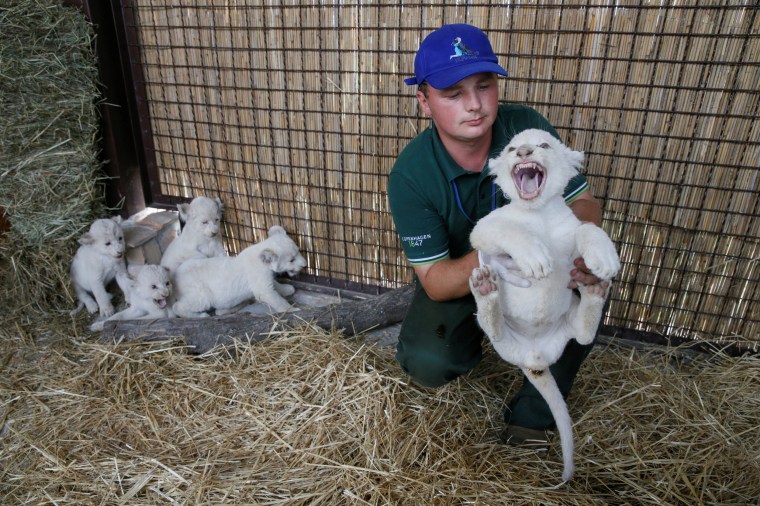 White lion cubs and more in this week's best animal pictures