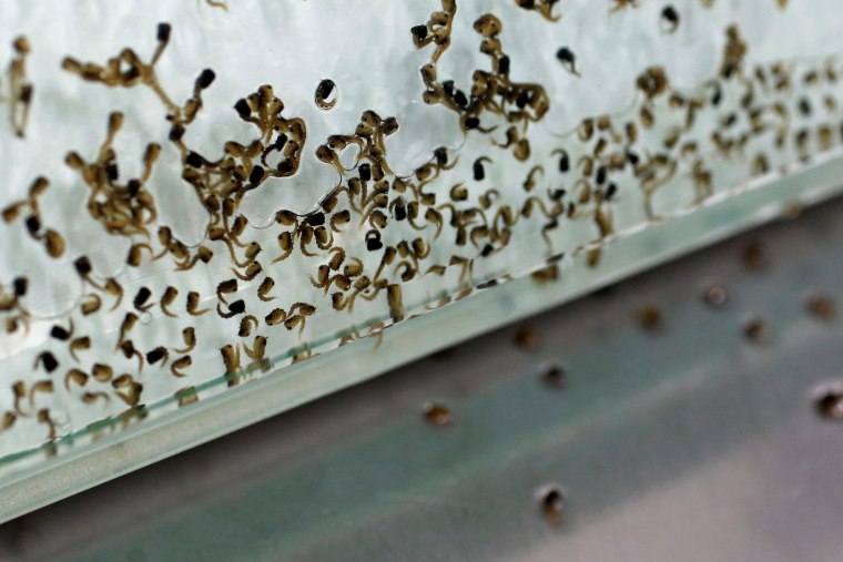 Image: Female mosquito larvae are separated from maie ones at a \"sex separation area\" inside Sun Yat-Sen University-Michigan State University Joint Center of Vector Control for Tropical Disease in Guangzhou, China
