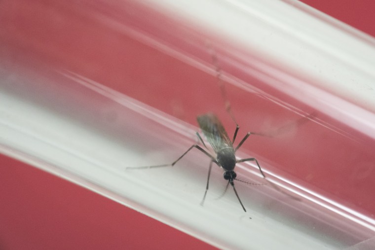 In this May 23, 2016, file photo, an Aedes aegypti mosquito sits inside a glass tube at the Fiocruz institute where they have been screening for mosquitos naturally infected with the Zika virus in Rio de Janeiro, Brazil.