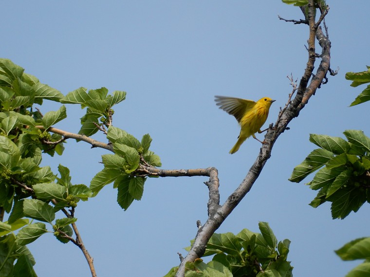 A yellow warbler lands at the Jamaica Bay Wildlife Refuge. Birding enthusiast Peter Paul enjoys finding "the little treasures" among the hundreds of birds you can see at the refuge. One of the great things about birdwatching in the city, he says, is that it "brings you to parks you never knew existed."
