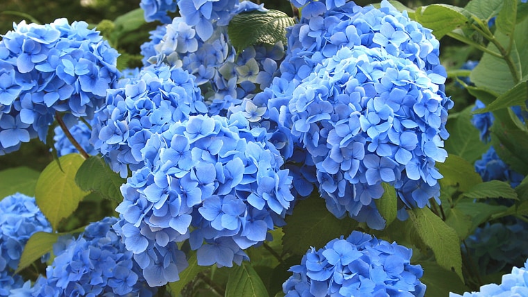 blooming blue hydrangea