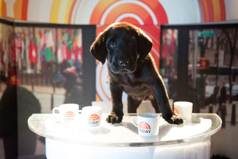 Promo photos introducing TODAY's second Puppy With a Purpose