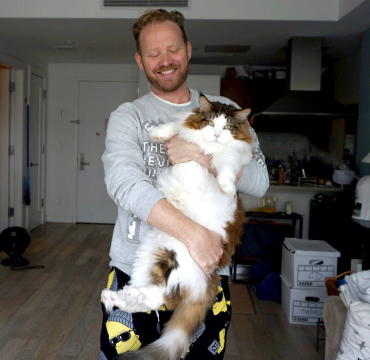 Samson, the largest cat in New York City