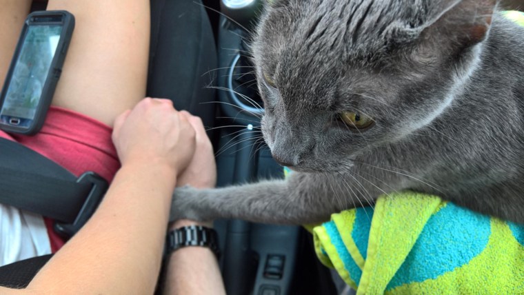 Dying cat 'holds owner's hand' on final trip to vet.