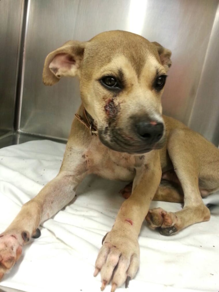 Louie - dog whose jaw was broken during Louisiana flooding