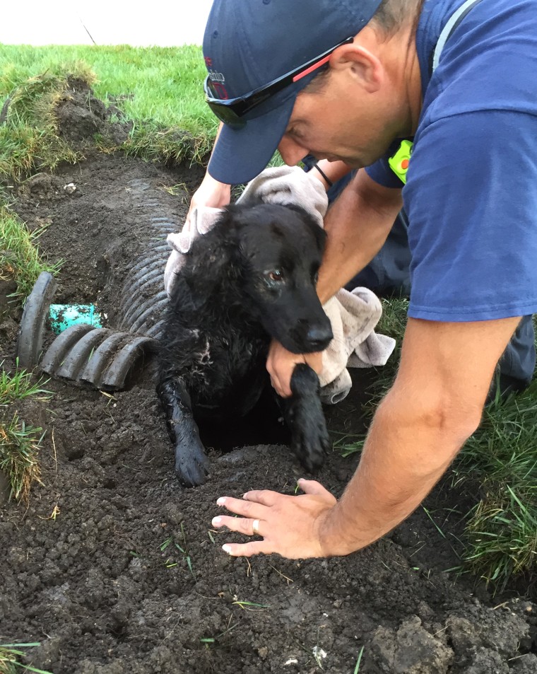 Edgar the dog was rescued from a drainage ditch in Cincinnati.