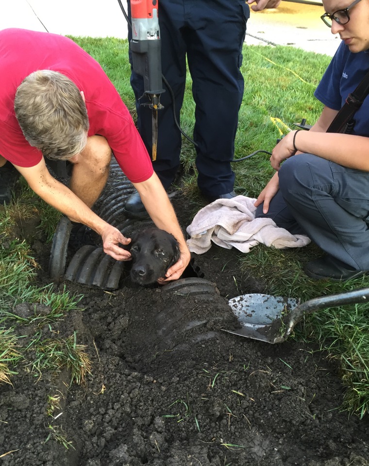 Edgar the dog was rescued from a drainage ditch in Cincinnati.