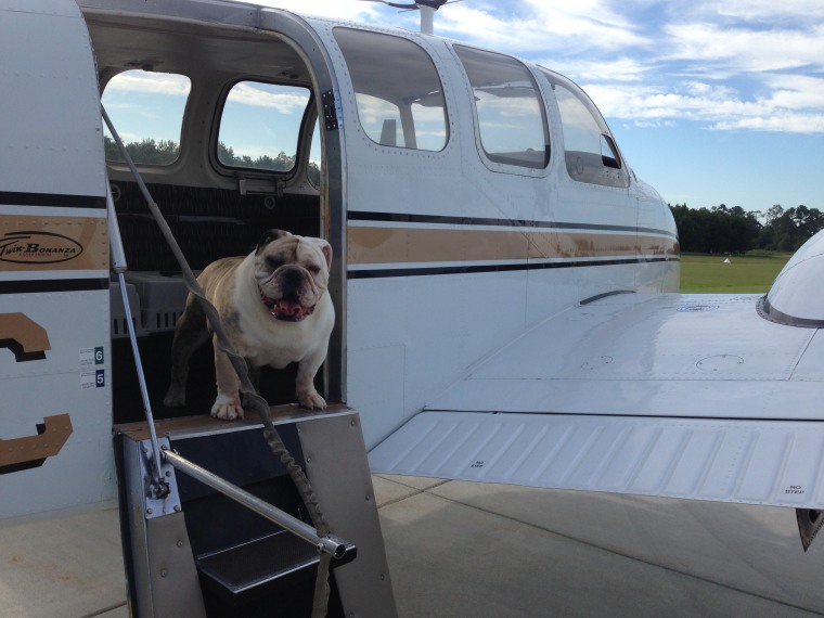 David Murphy's dog, Tank