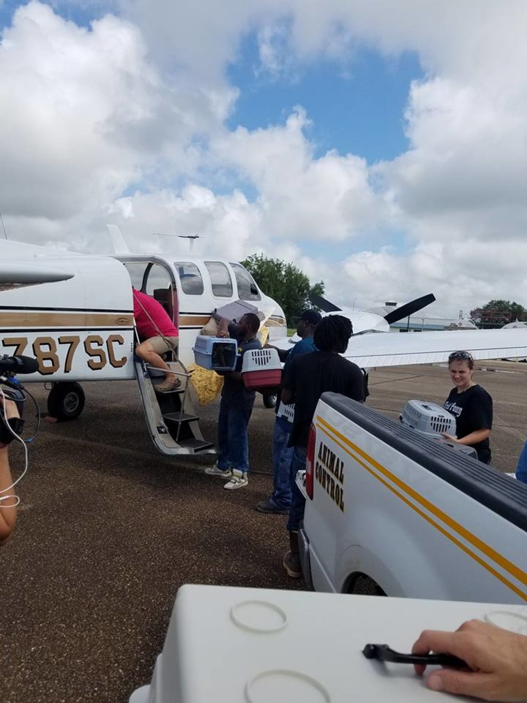 Volunteers rush to save animals stranded by Louisiana flooding