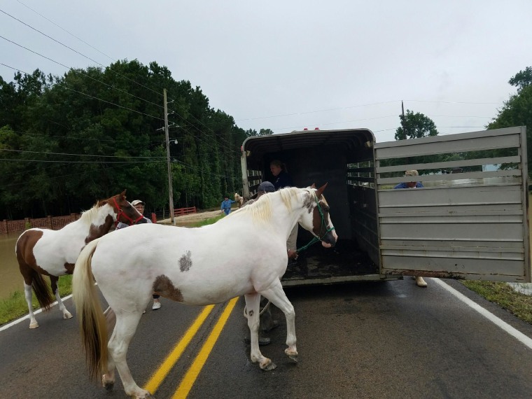 IMAGE: Tangipahoa Parish horse rescue