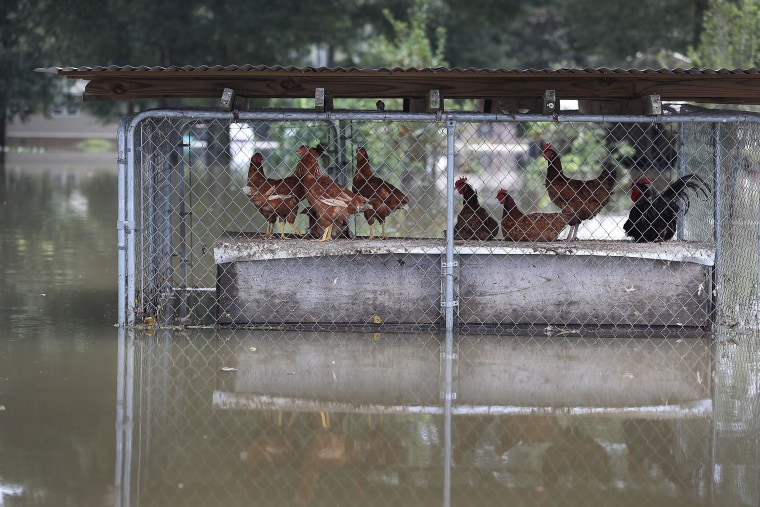 Image: Torrential Rains Bring Historic Floods To Southern Louisiana