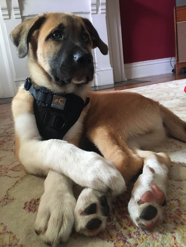 After being rejected by a pet rescue organization, one couple found their way to pet ownership through a friend looking to place a litter of puppies. Here, Cassius "Cash" Thunderpaws relaxes in his new home.