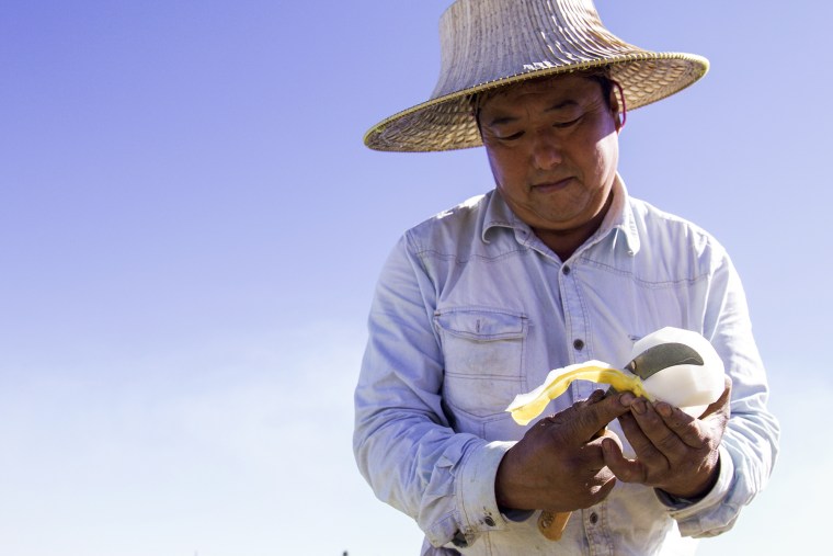 Hmong farmer Neng Fong Chang cuts an Asian melon on his farm in Fresno, California. Fresno is home to over 24,000 people of Hmong descent, and 13 percent of the city'??s total population is Asian.
