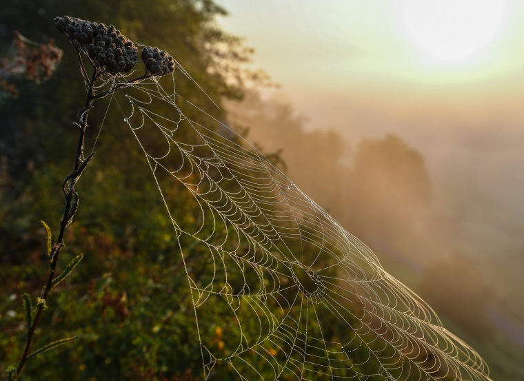 Image: Sunrise in morning mist