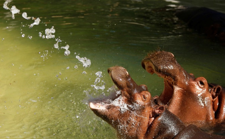 Image: Two hippopotamuses reach for water sprayed in their enclosure during a summer day at the Los Angeles Zoo in Los Angeles