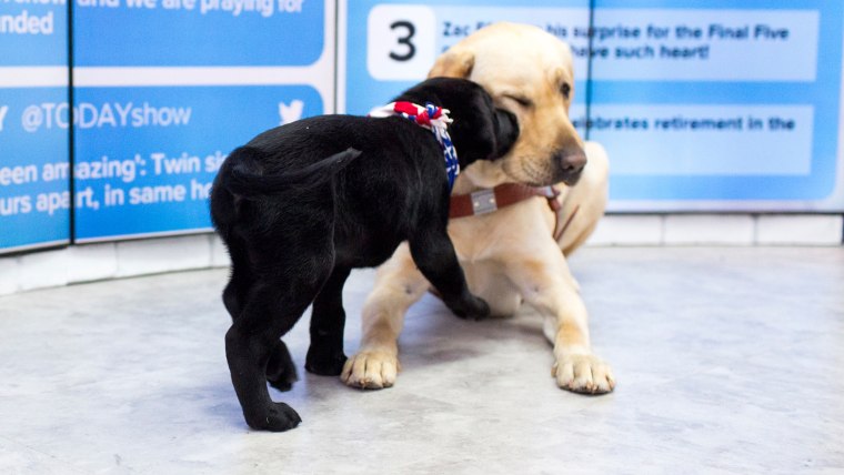 Wrangler and Charlie meet on TODAY August 24, 2016.