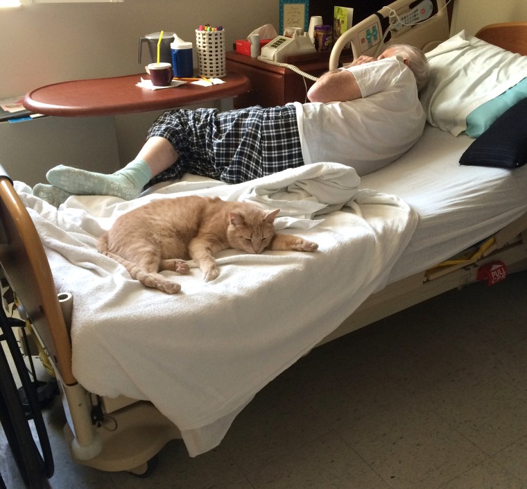 Tom the cat brings comfort to a veteran who sleeps better knowing his cat friend is there.