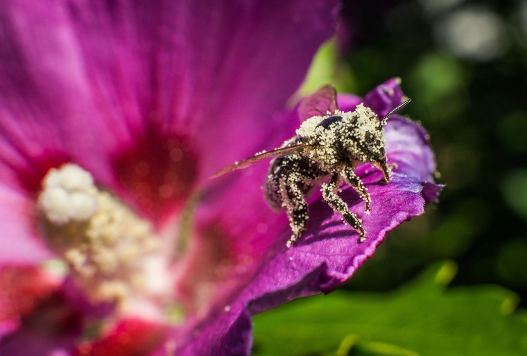 Pollen-covered bee