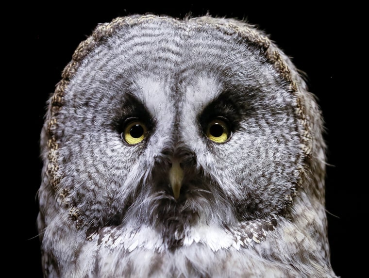 A great grey owl is seen inside its cage, as illumination is lit on for late visitor to observe animals at night environment, at the Royev Ruchey zoo in a suburb of the Siberian city of Krasnoyarsk, Russia.