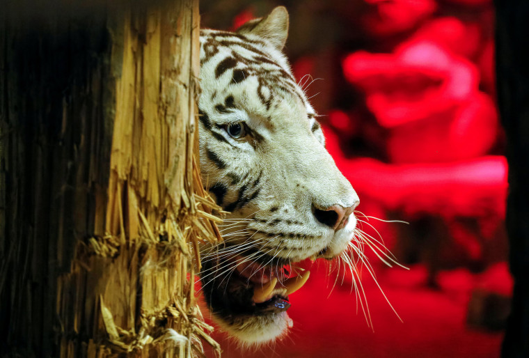 Khan, a five-year-old male White Bengal tiger grins inside an open-air cage, as illumination is lit on for late visitor to observe animals at night environment, at the Royev Ruchey zoo in a suburb of the Siberian city of Krasnoyarsk, Russia.