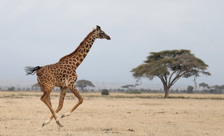 A giraffe runs in Amboseli National park