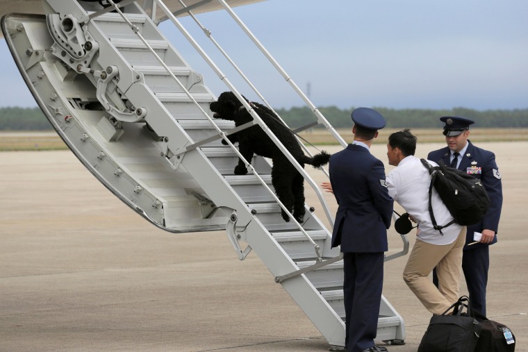 Image: U.S. President Barack Obama's dog Sunny dashes aboard Air Force One at Cape Cod Coast Guard Air Station in Buzzards Bay, Massachusetts