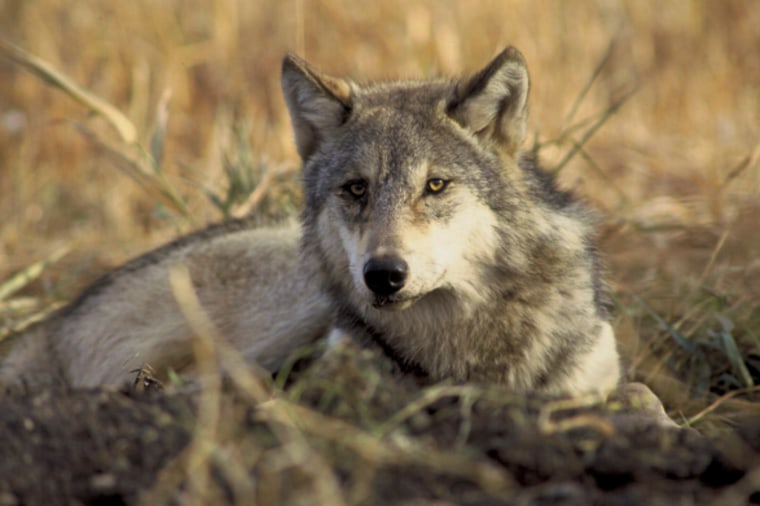 IMAGE: Gray wolf