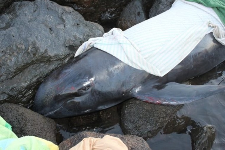 Wananalua, the melon-headed whale which stranded and died June 2014 at Kawaihae, on the Big Island of Hawaii.