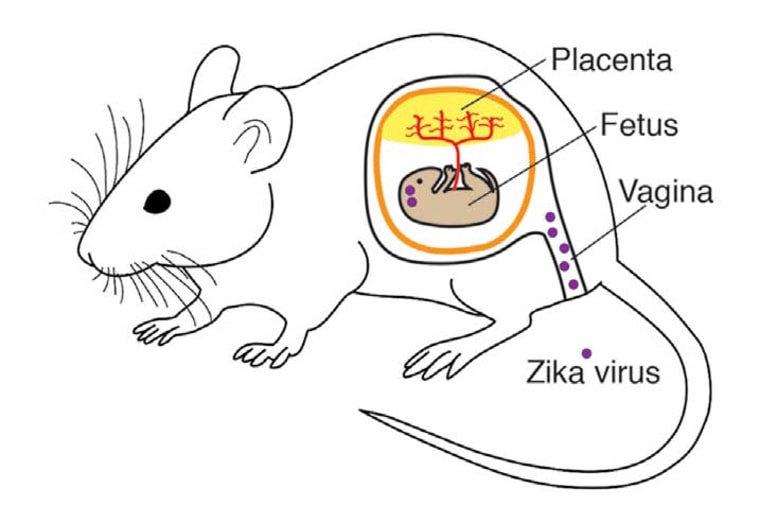 This image depicts how the vaginal mucosal environment is permissive to the replication of Zika virus and infection through that route can lead to fetal brain infection even in mice with an intact immune system.